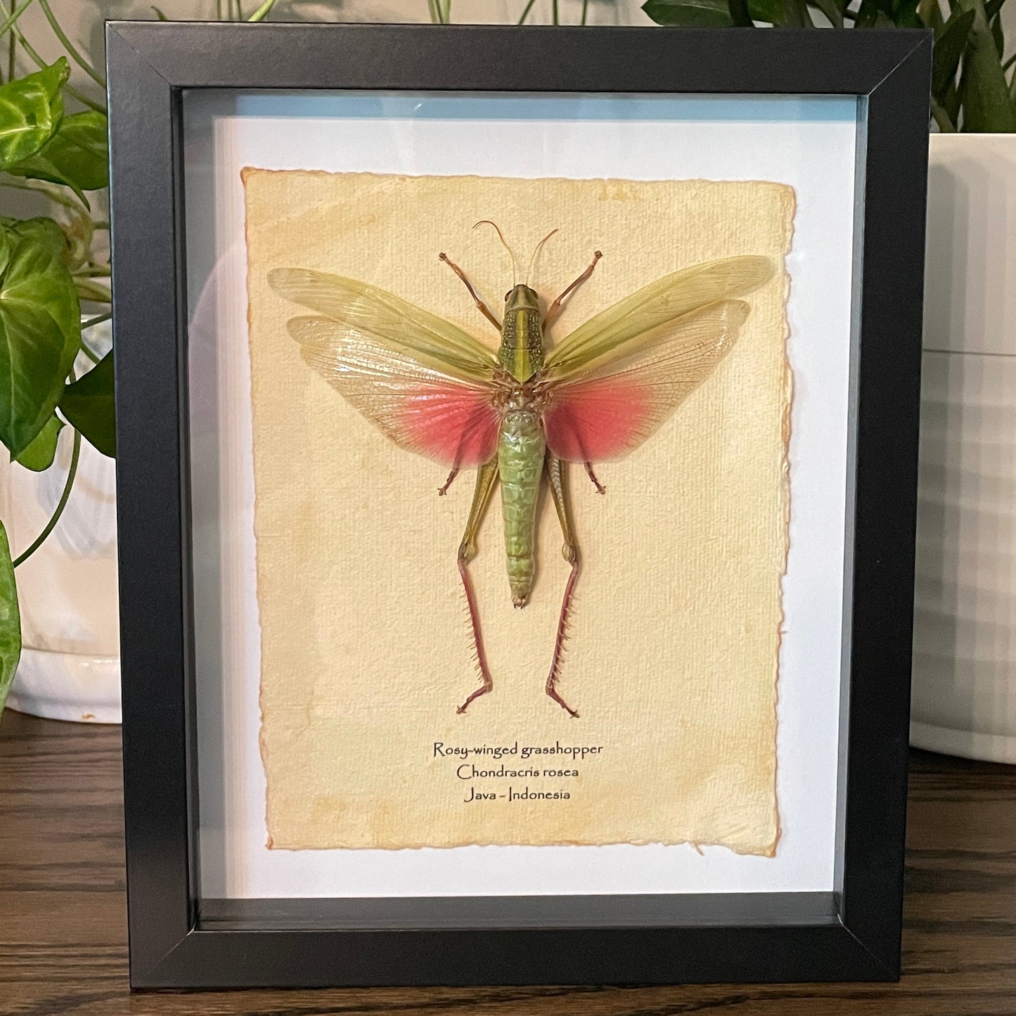 Rosy-winged grasshopper
