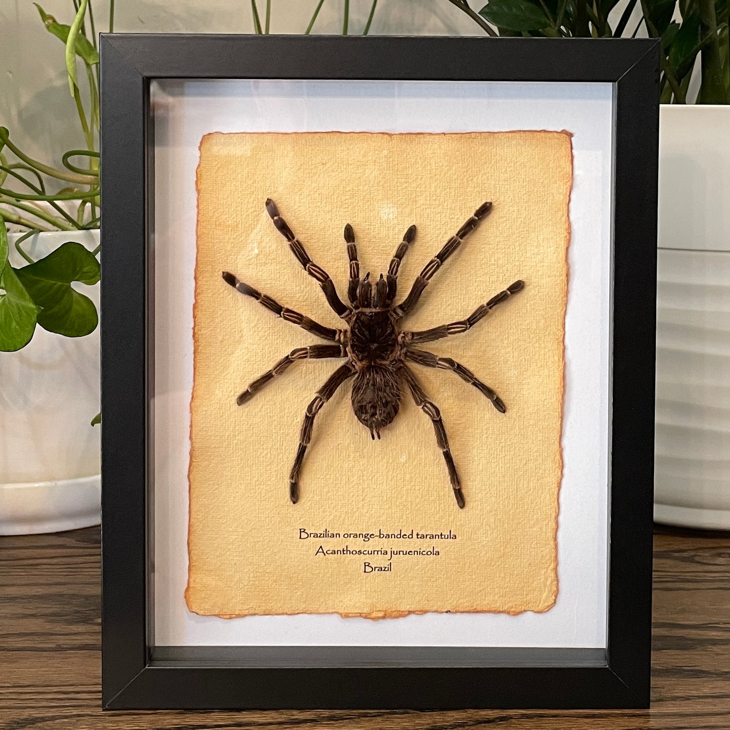 Brazilian orange-banded tarantula