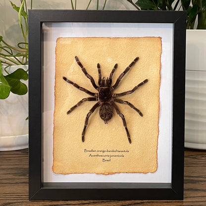 Brazilian orange-banded tarantula