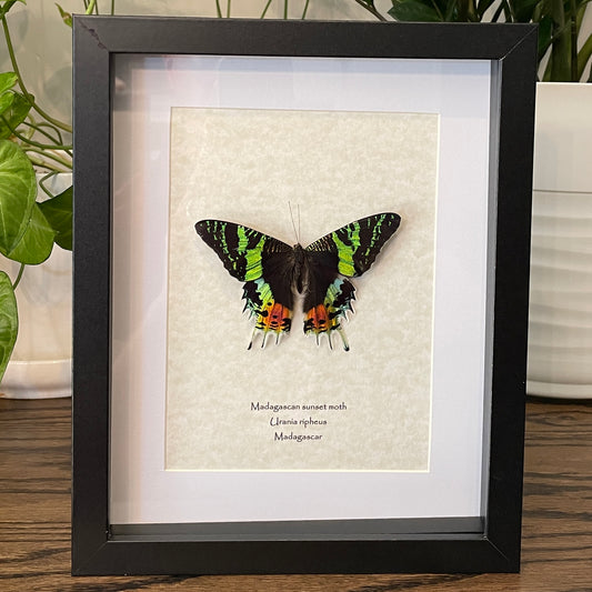 Madagascan sunset moth
