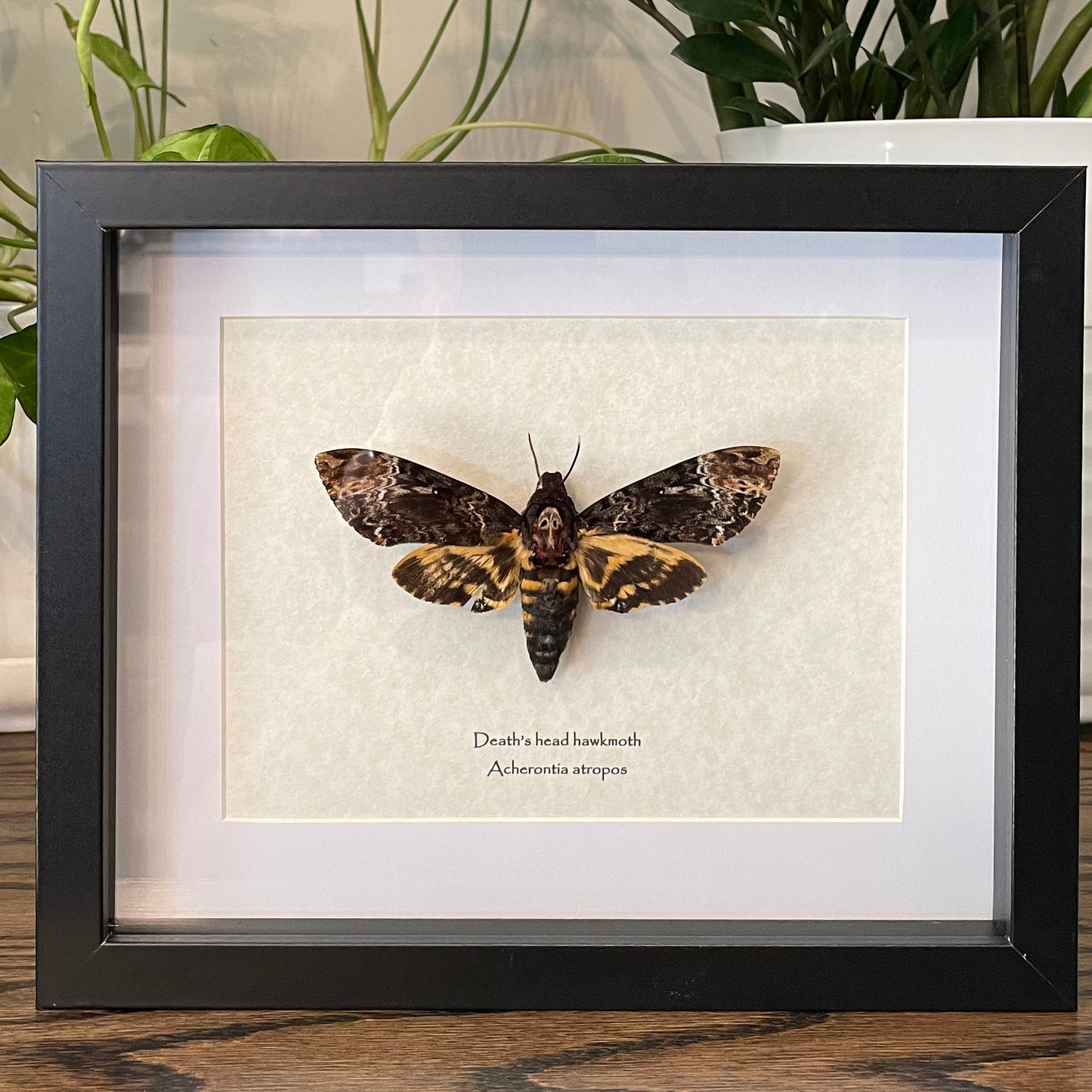 Death's head hawkmoth