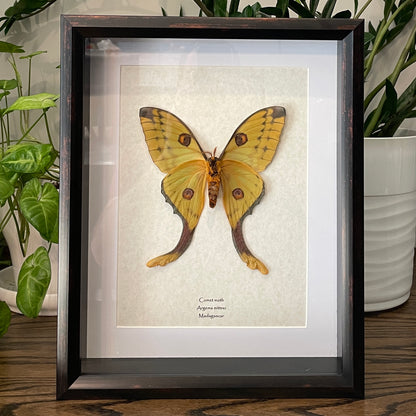 Comet moth - female