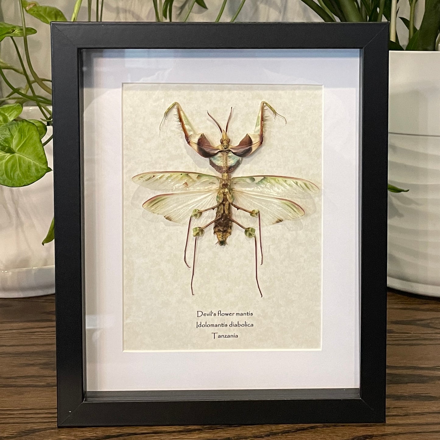 Devil's flower mantis - male