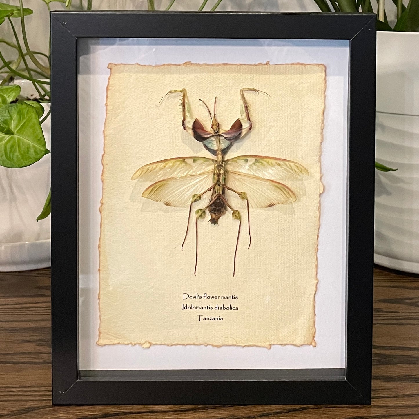 Devil's flower mantis - male