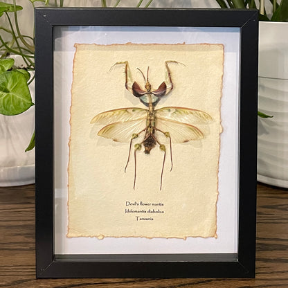 Devil's flower mantis - male