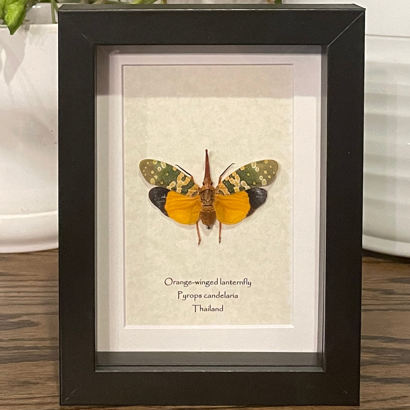 Orange-winged lanternfly