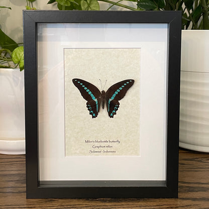 Milon's bluebottle butterfly