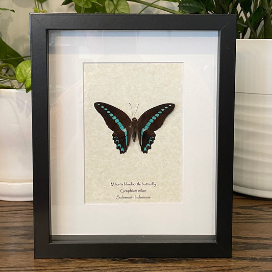 Milon's bluebottle butterfly