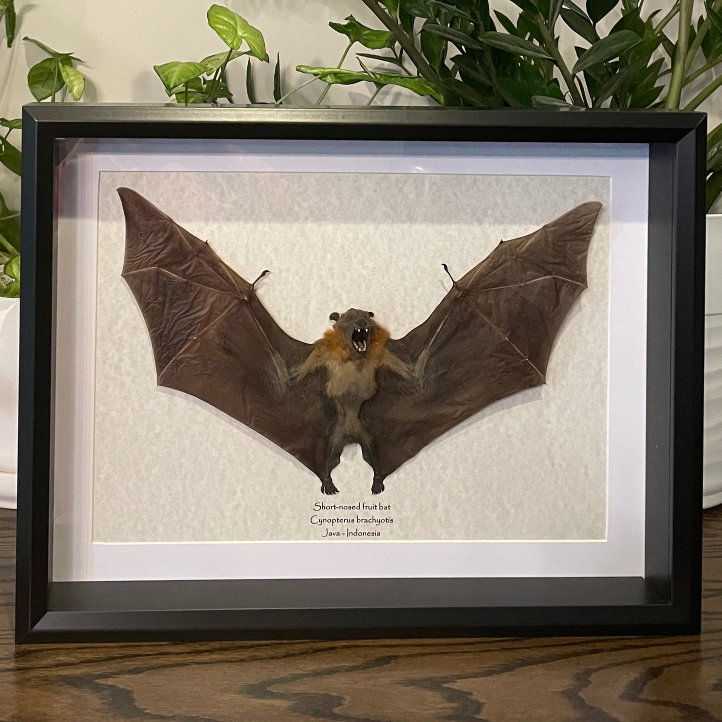 Short-nosed fruit bat