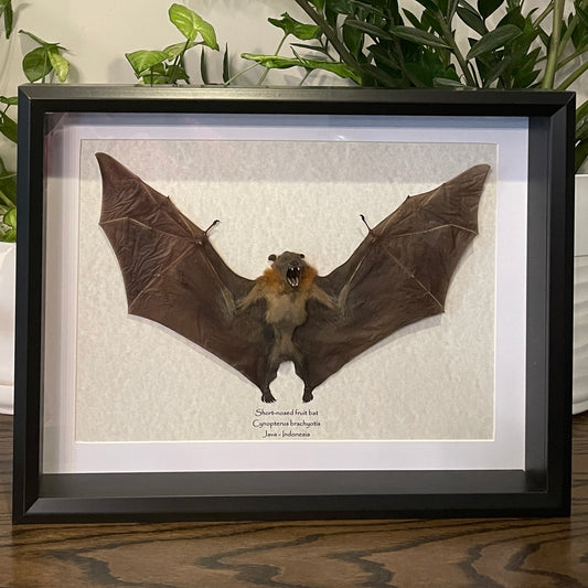 Short-nosed fruit bat
