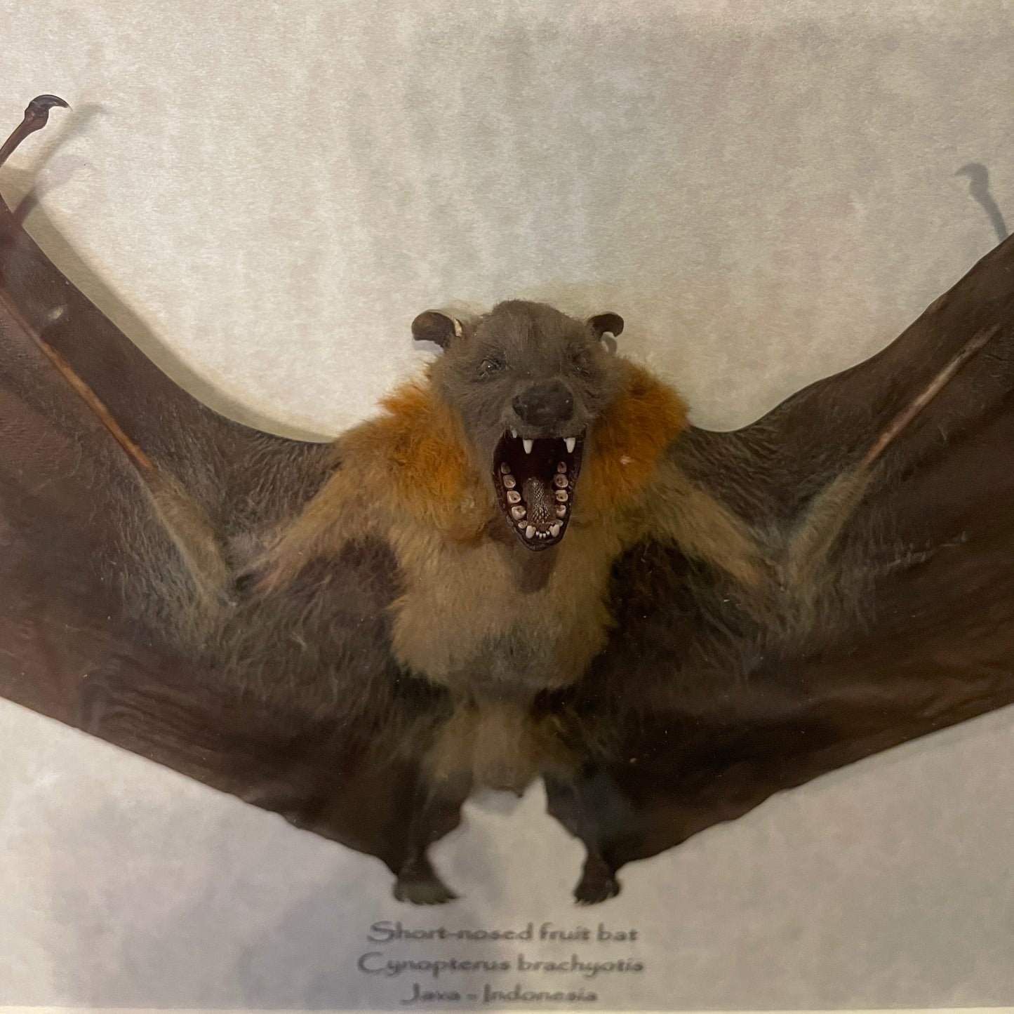 Short-nosed fruit bat