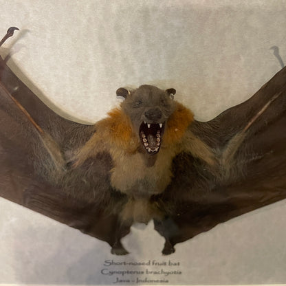 Short-nosed fruit bat