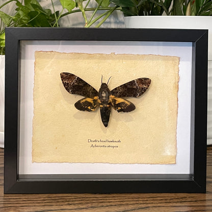 Death's head hawkmoth