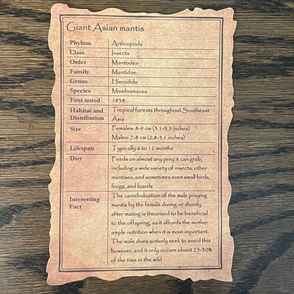 Giant Asian mantis - yellow form