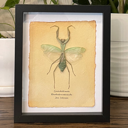 Giant shield mantis