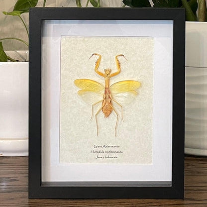 Giant Asian mantis - yellow form