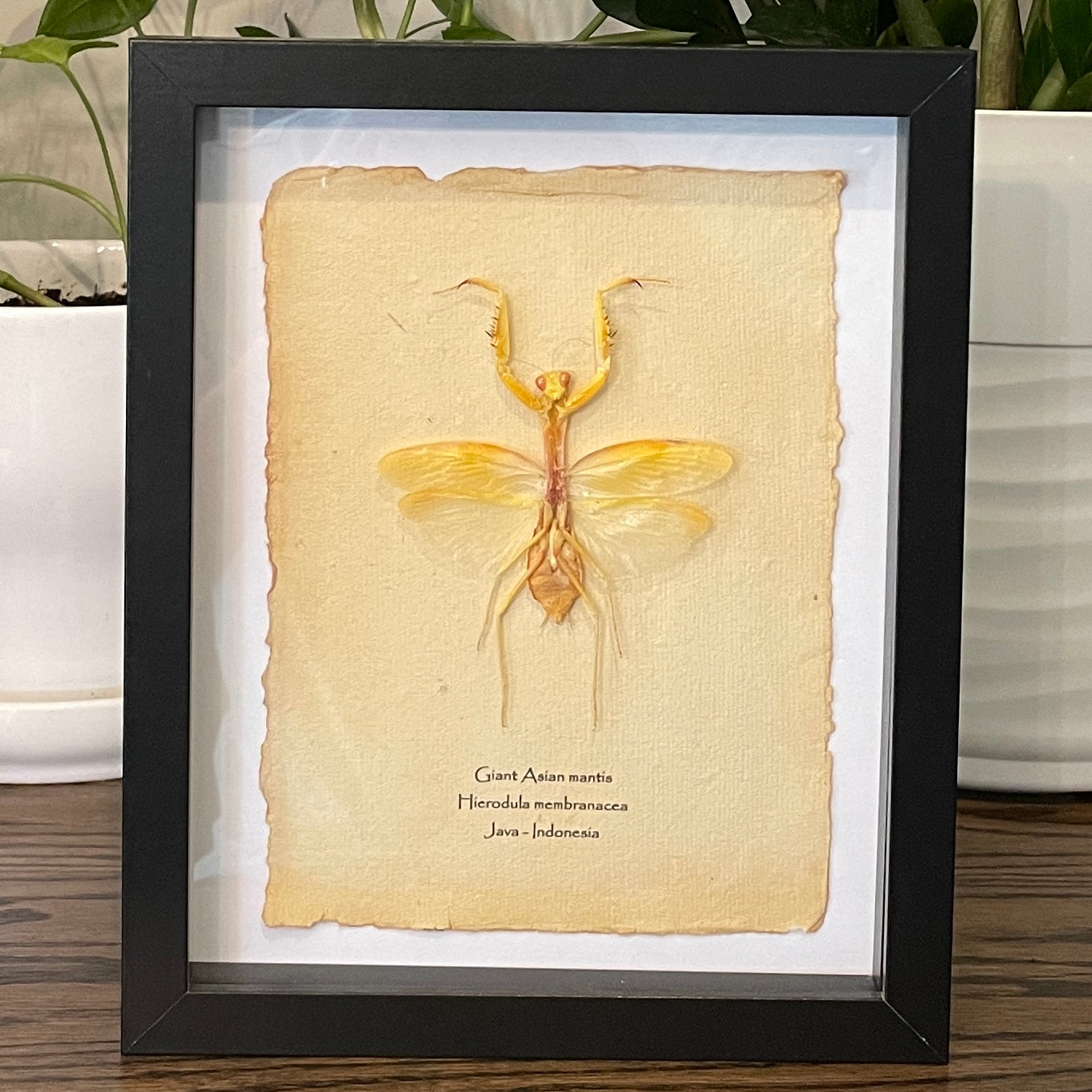 Giant Asian mantis - yellow form