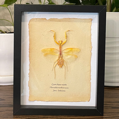 Giant Asian mantis - yellow form