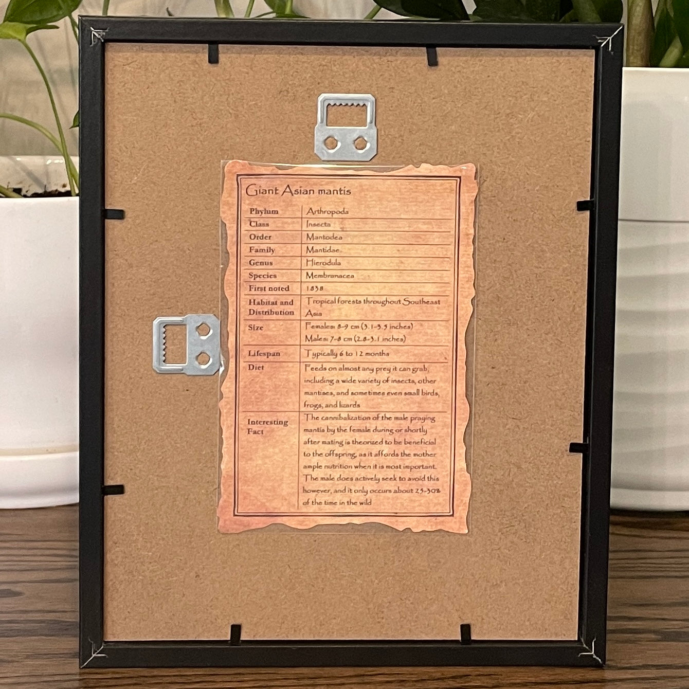 Giant Asian mantis - yellow form