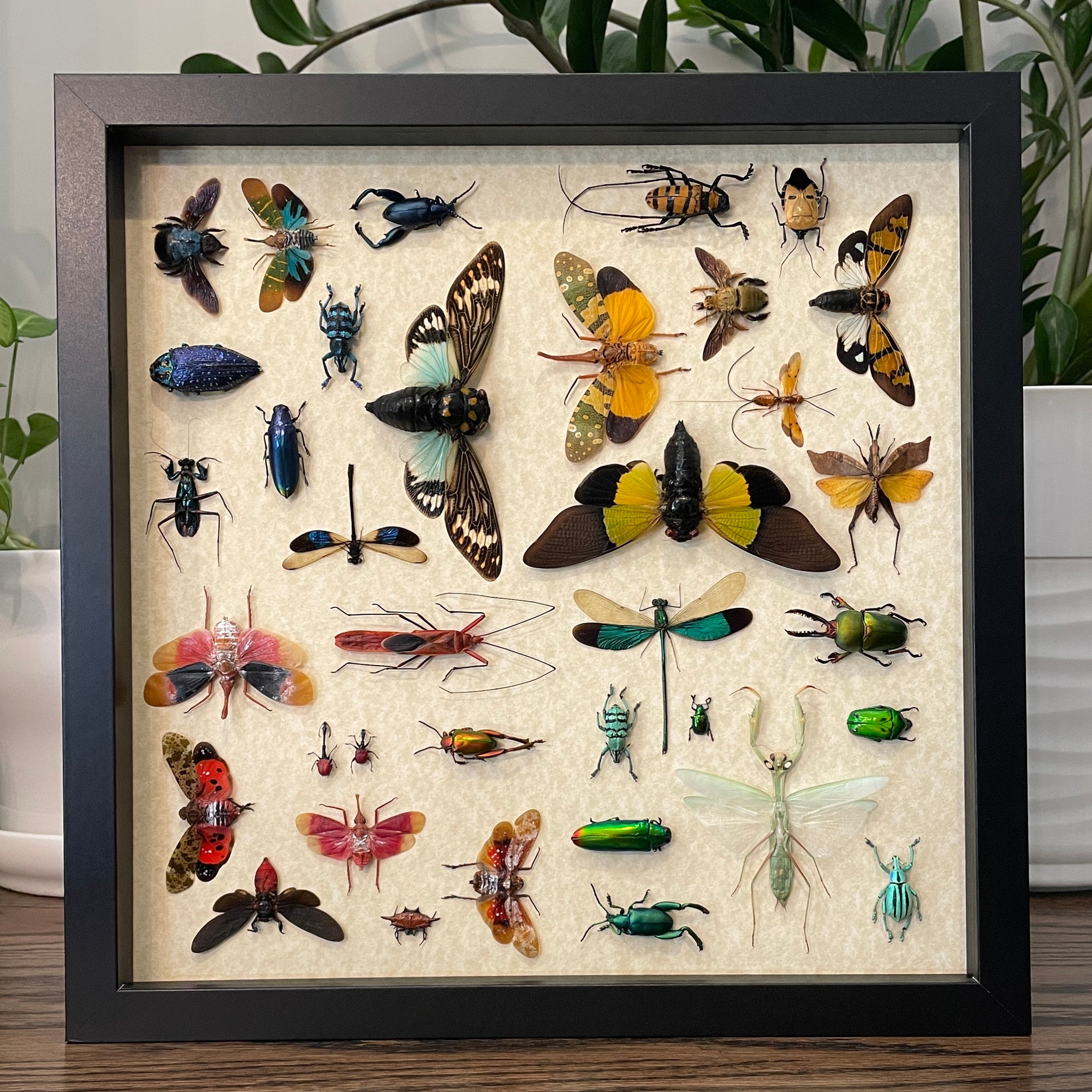 Variety display - 36 insects in 4 color quadrants – Odds and Insects