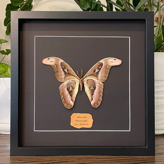 Atlas moth (snake head wings)