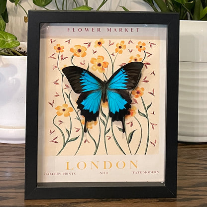 Ulysses swallowtail butterfly