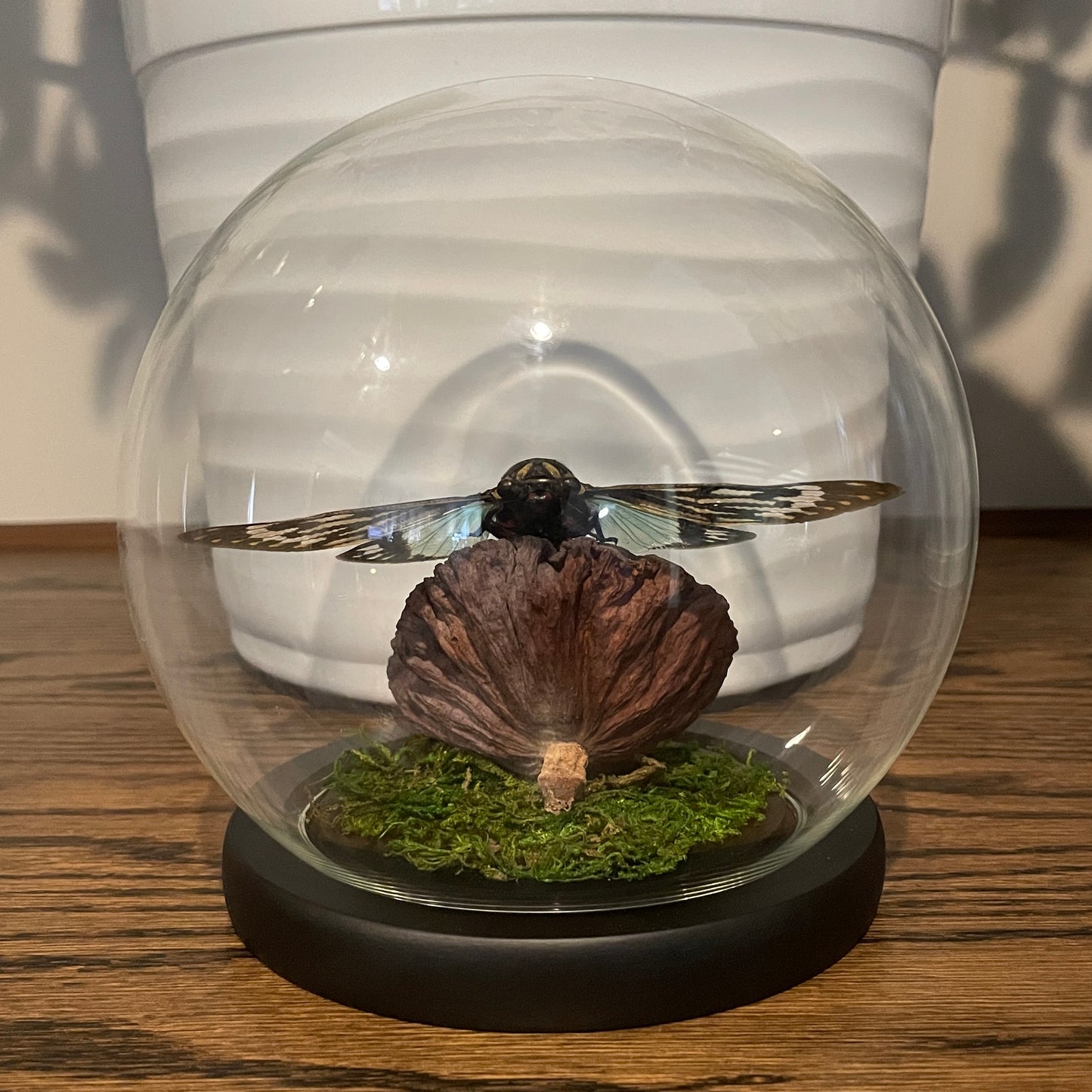 Globe: Blue-winged cicada
