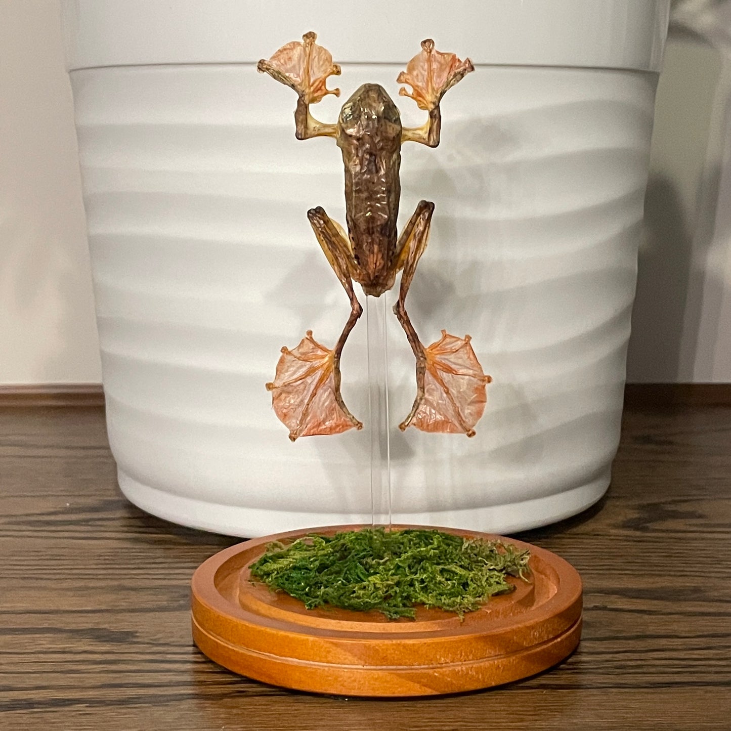 Dome: Harlequin tree frog