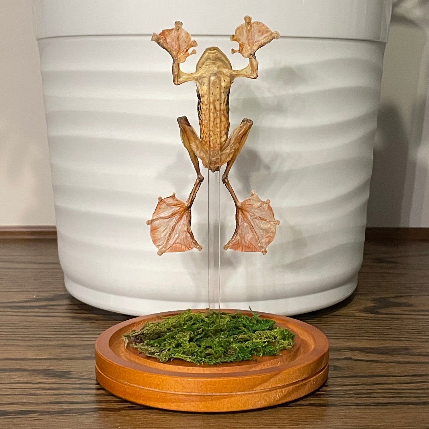 Dome: Harlequin tree frog