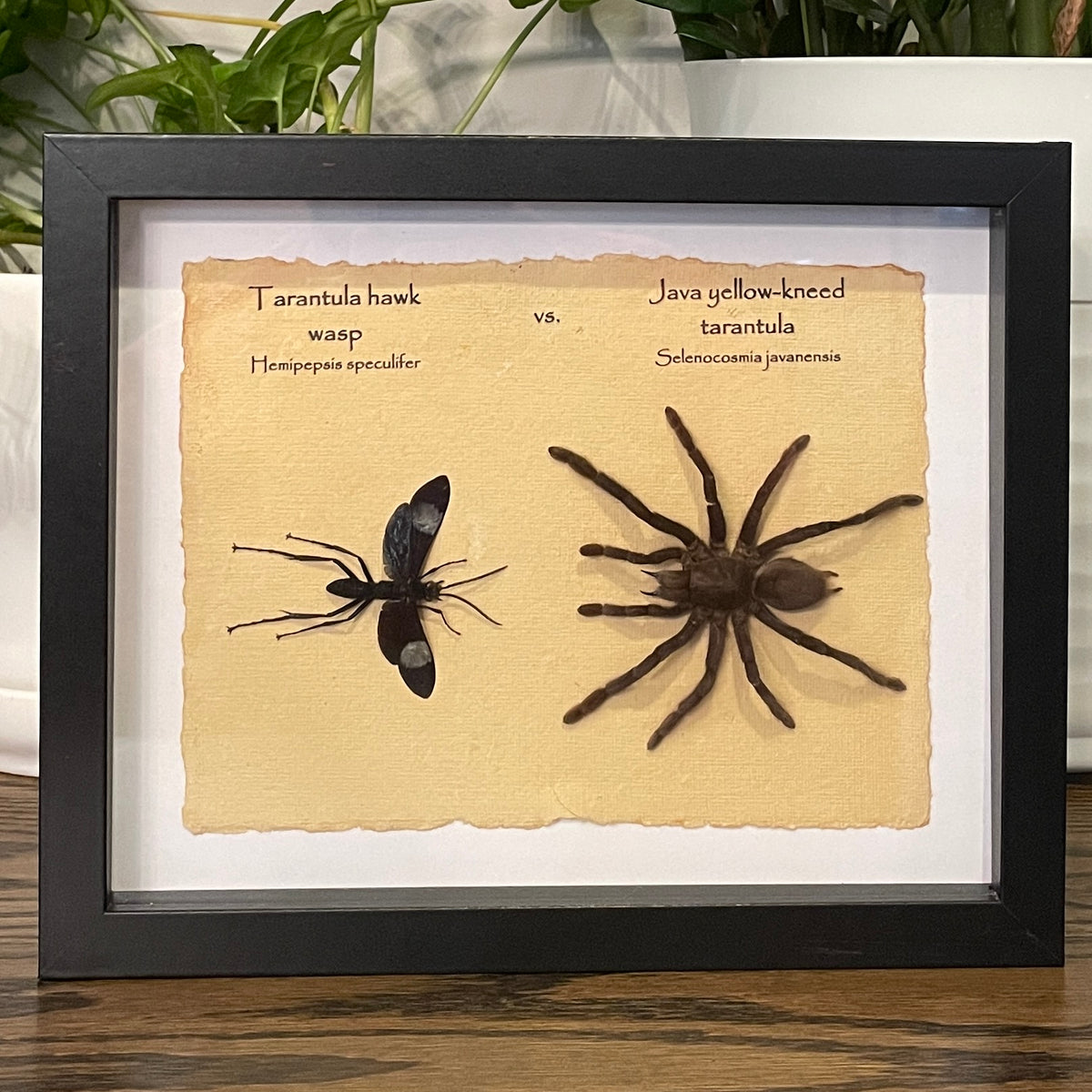 Tarantula Java Tarantula hawk wasp vs. Java yellow-kneed tarantula – Odds and Insects