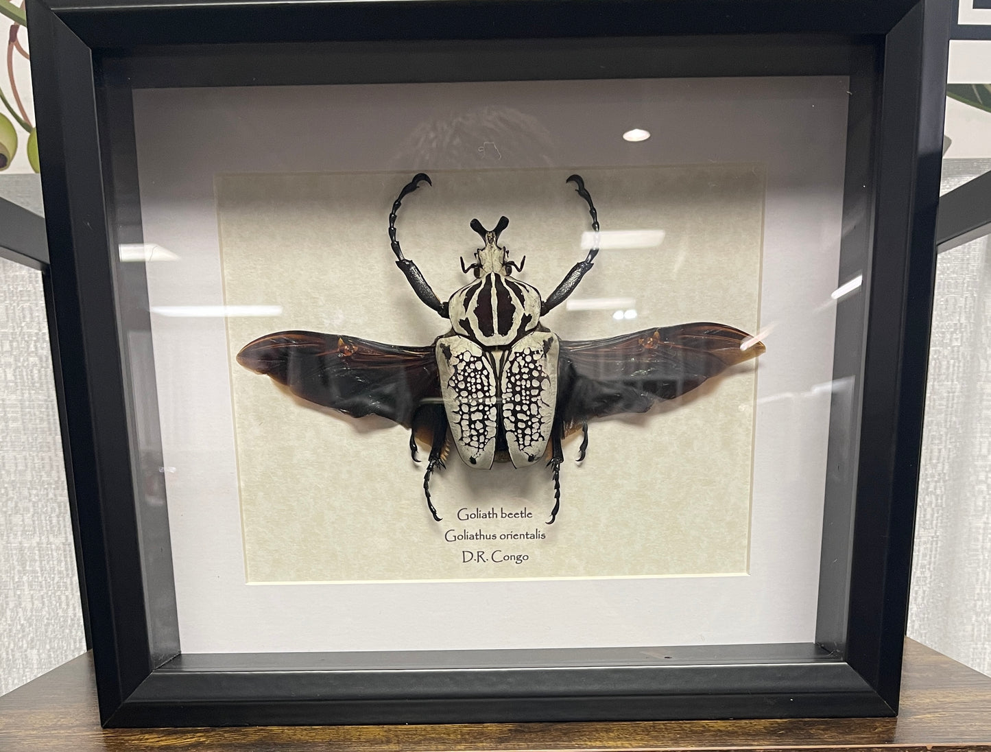 Goliath beetle - male