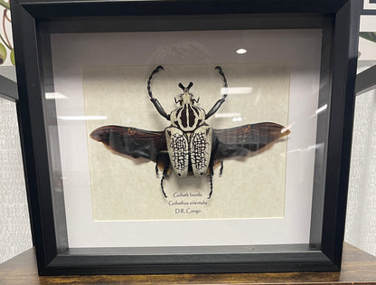 Goliath beetle - male