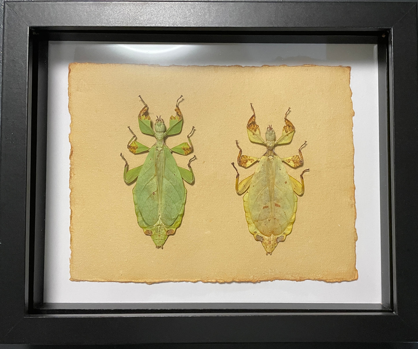 Rusty walking leaf - green and yellow forms