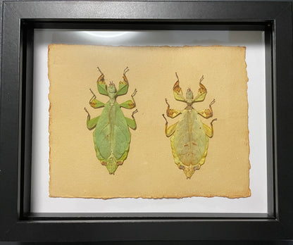 Rusty walking leaf - green and yellow forms