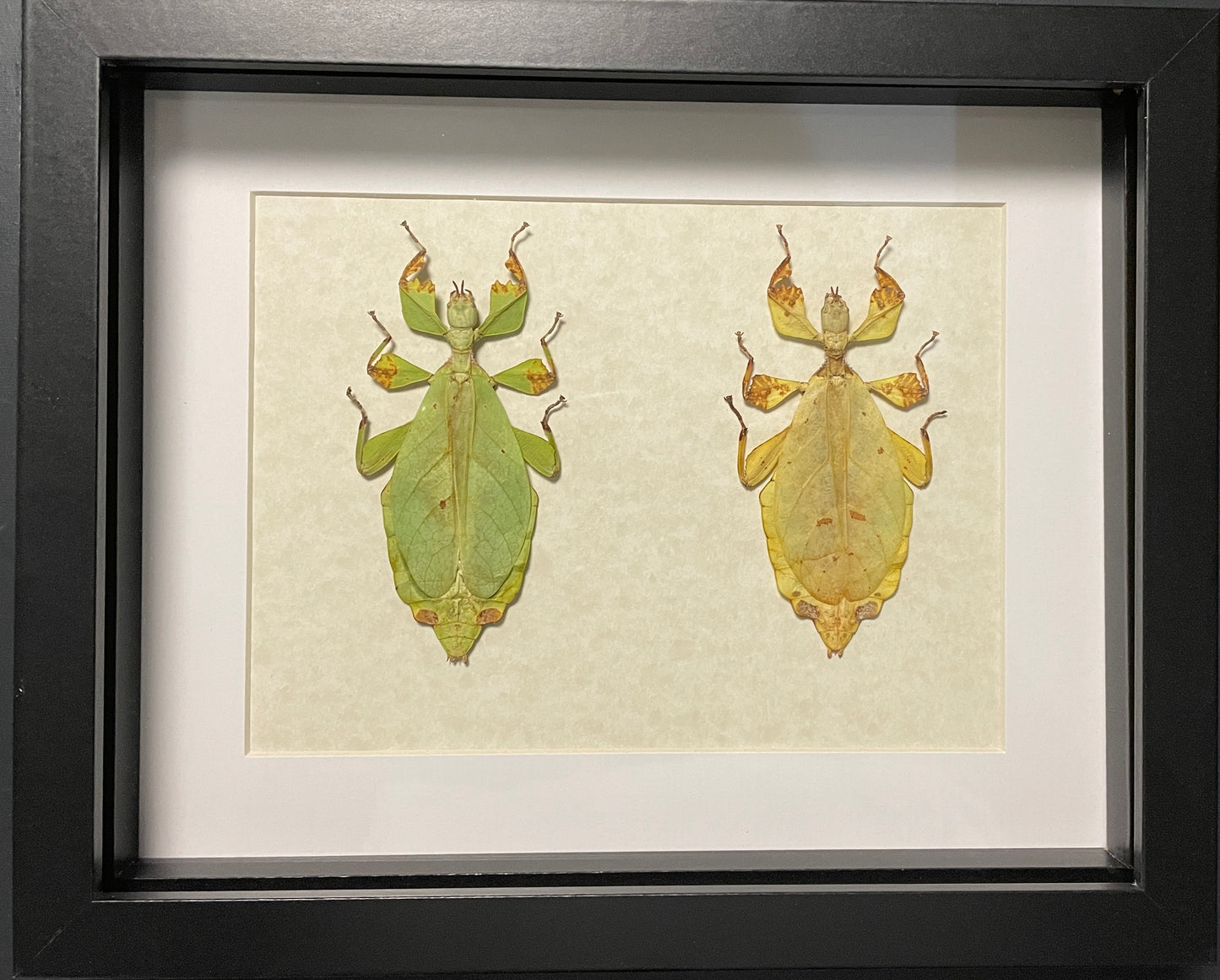Rusty walking leaf - green and yellow forms