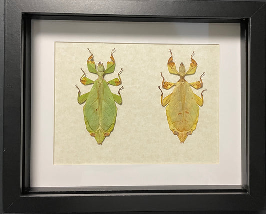 Rusty walking leaf - green and yellow forms