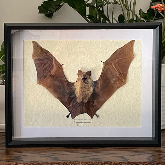 Diadem leaf-nosed bat