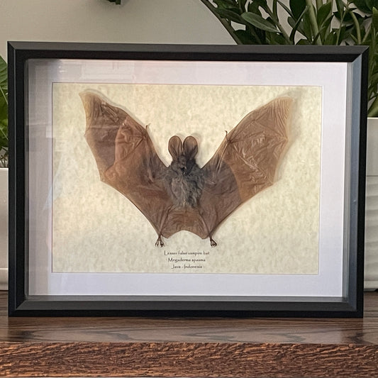 New in September: Lesser false vampire bat