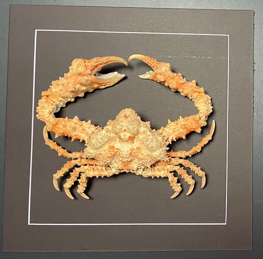 Horrid elbow crab