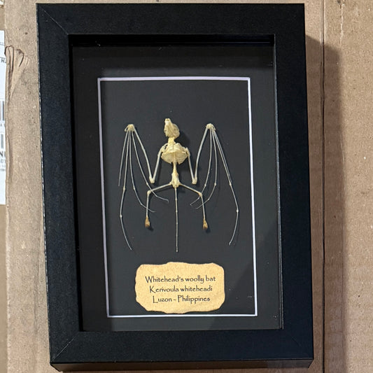 Skeleton: Whitehead's woolly bat - folded wings