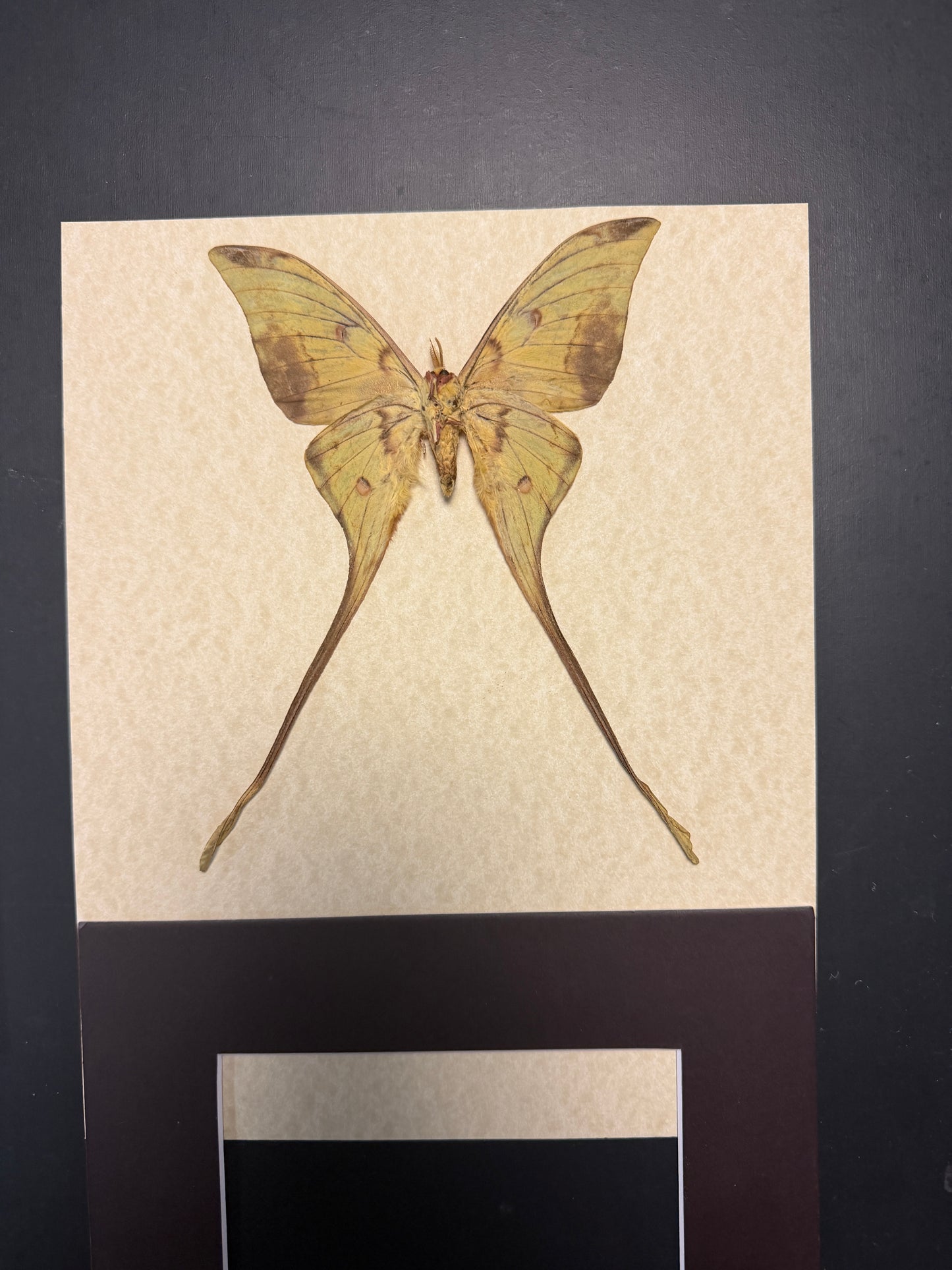 Golden moon moth - male