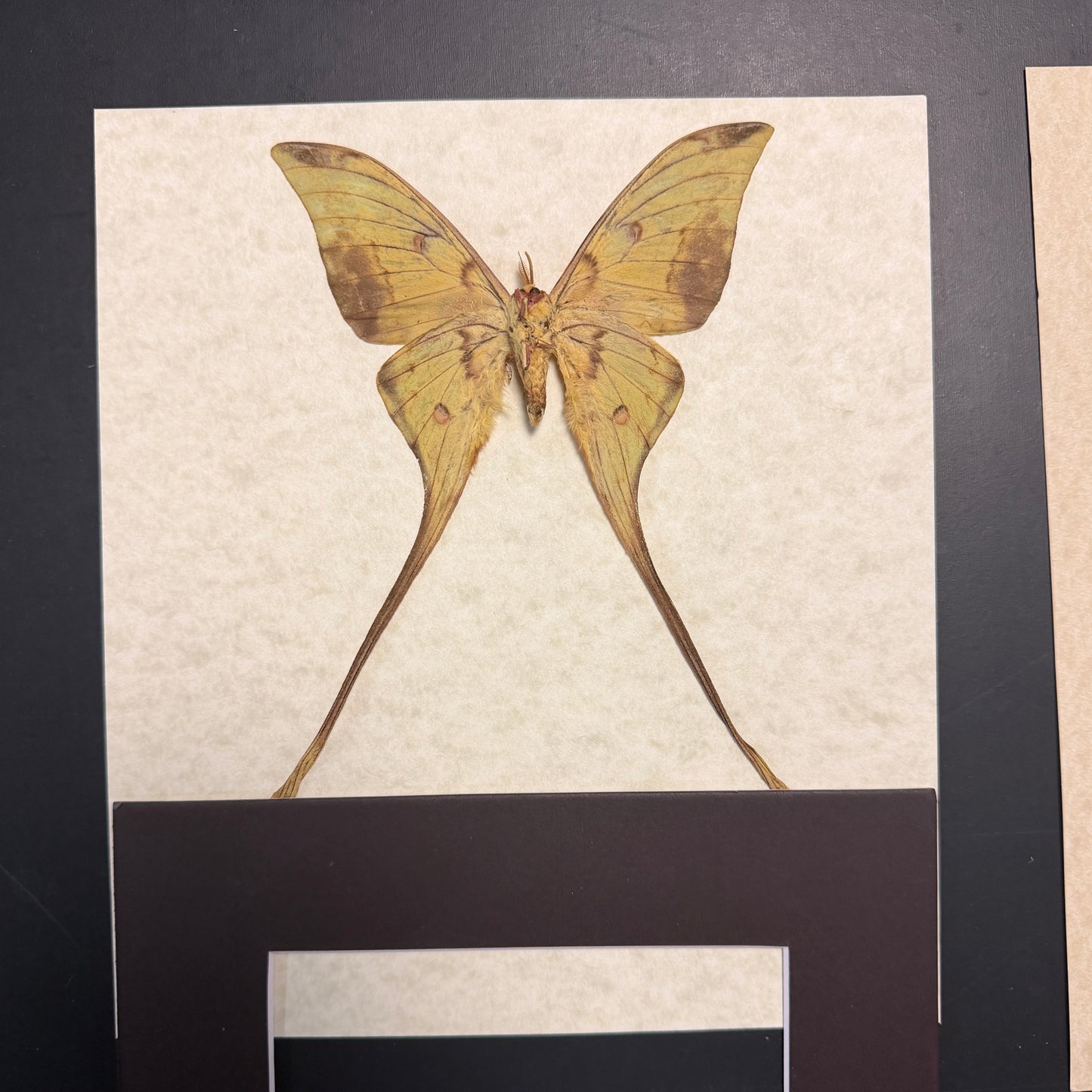 Golden moon moth - male