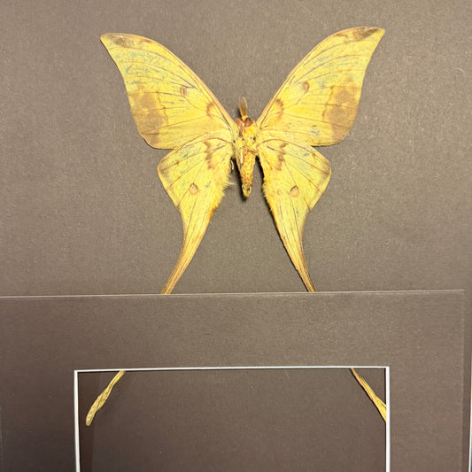 Golden moon moth - male