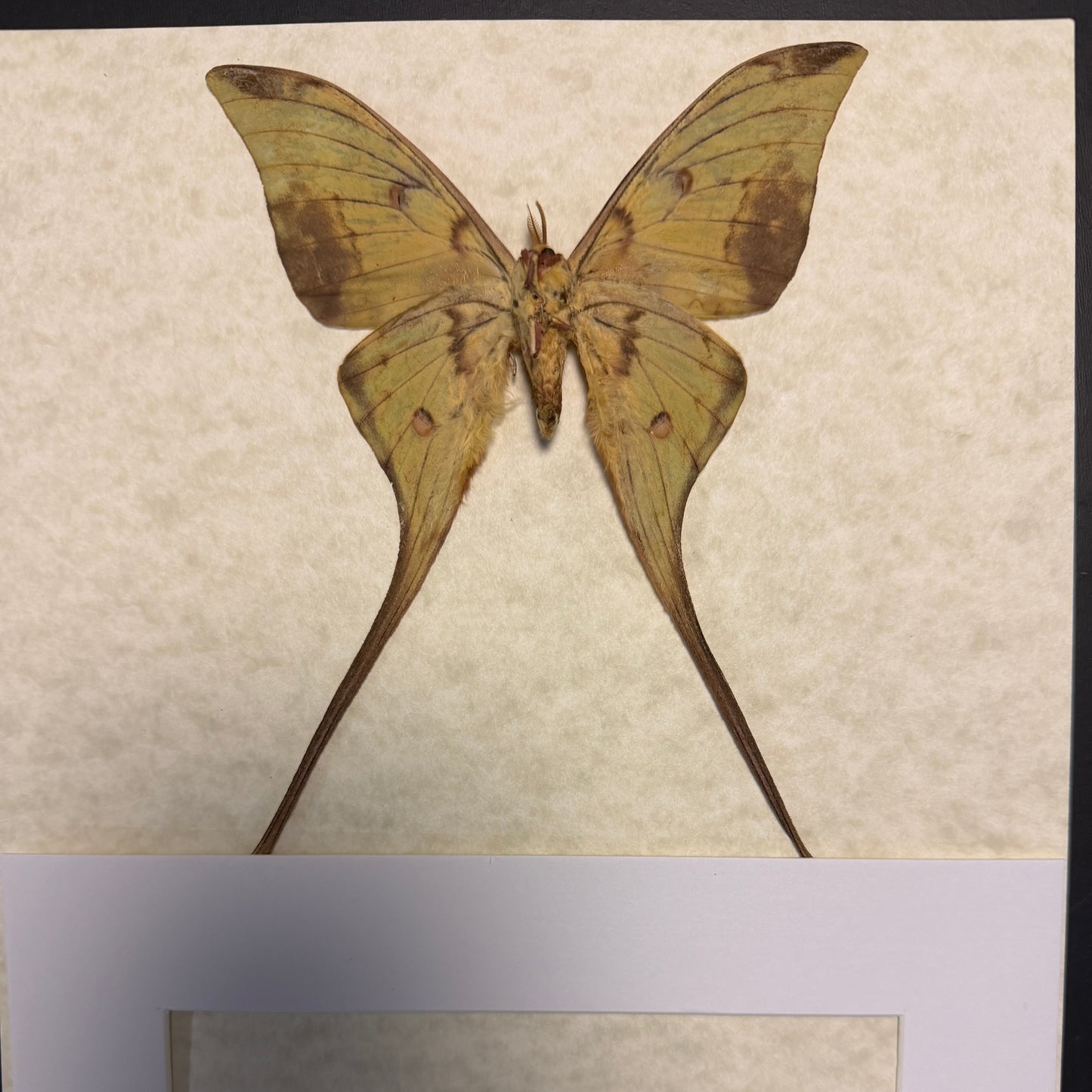 Golden moon moth - male