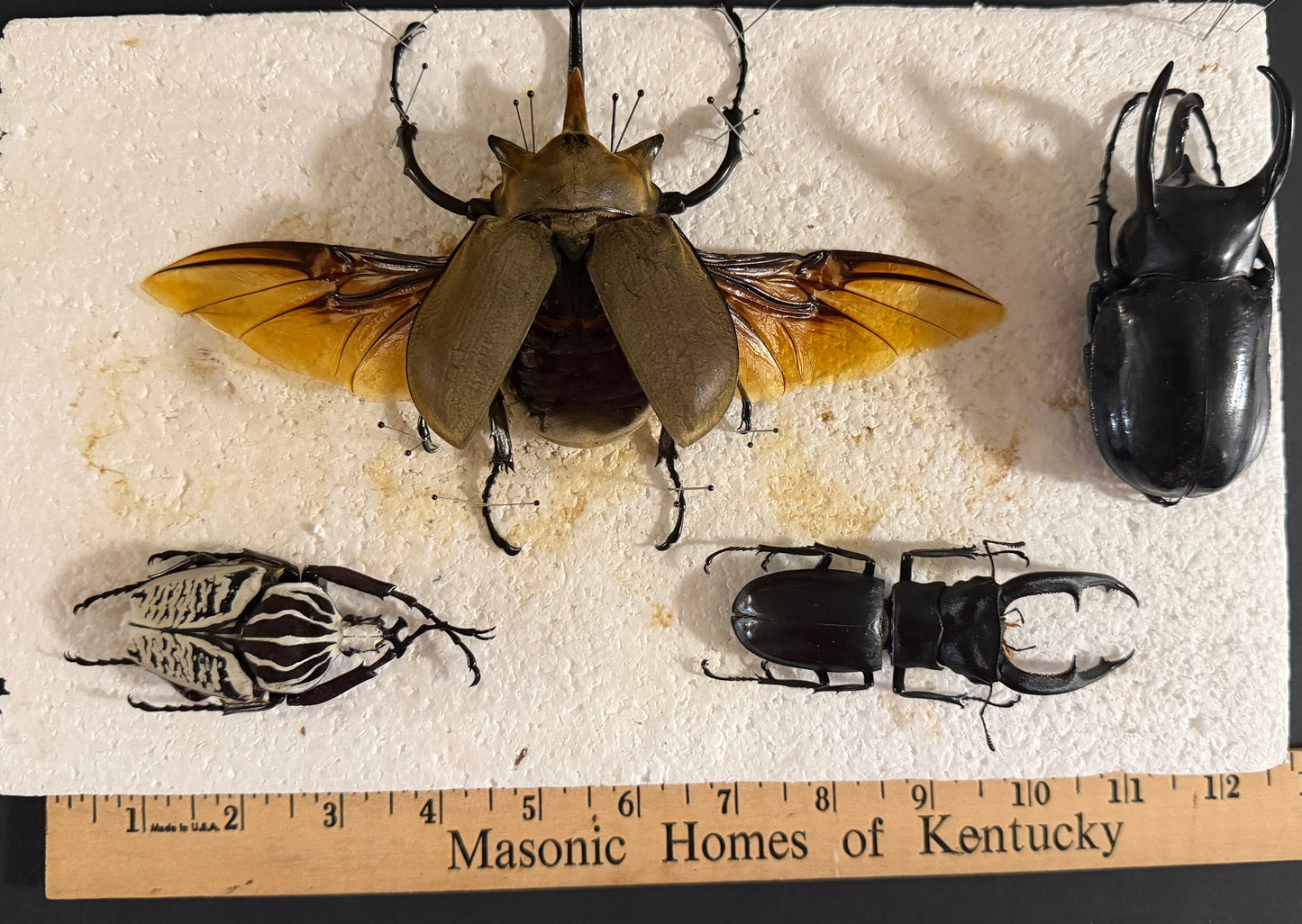 Fork-horned stag beetle