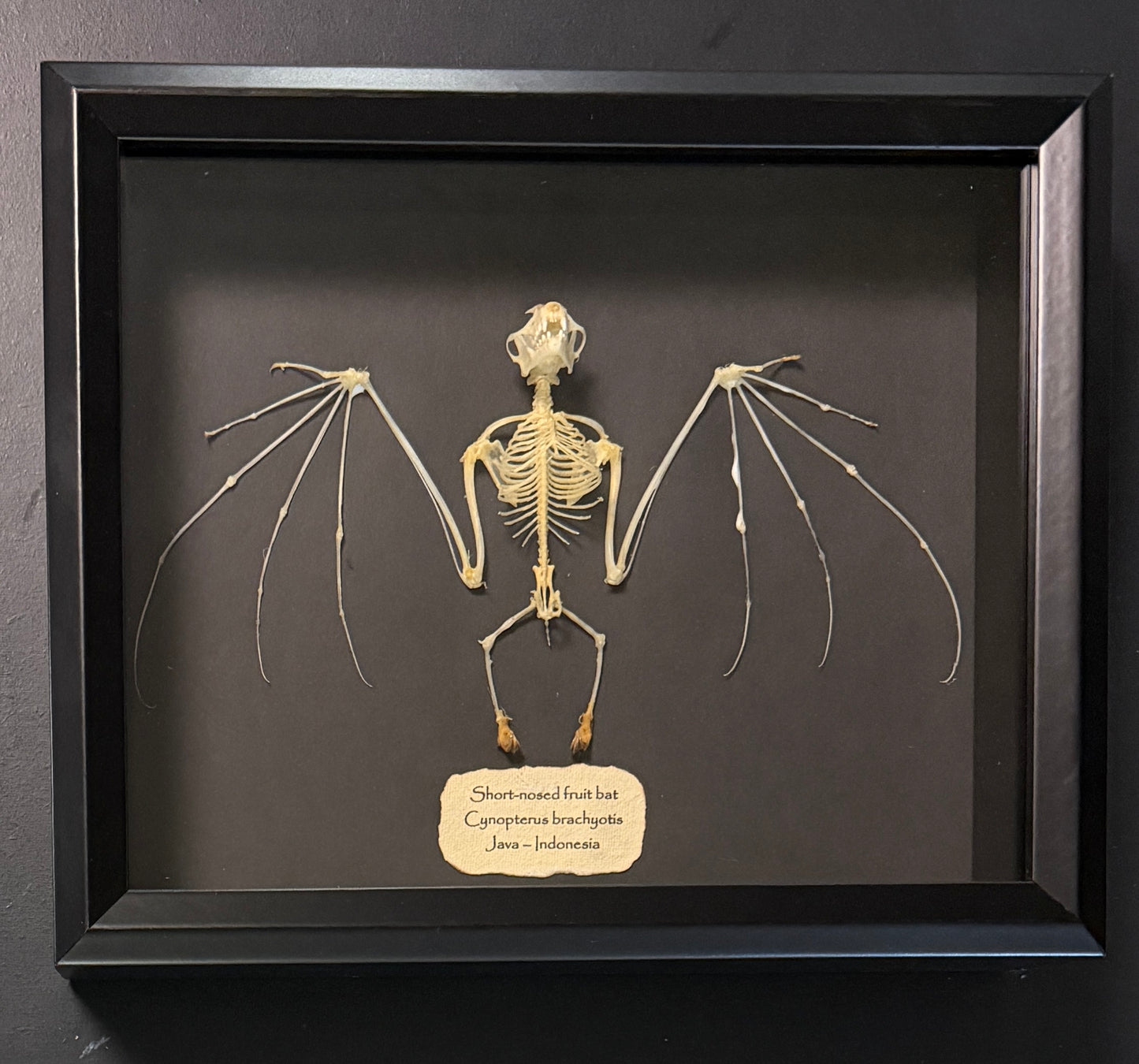 Skeleton: Short-nosed fruit bat - semi-spread wings (no border)