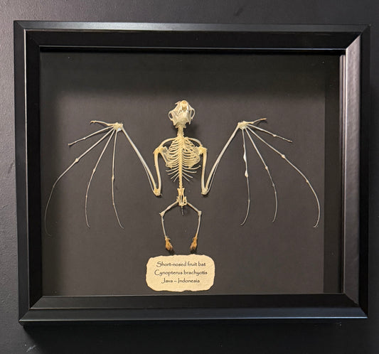 Skeleton: Short-nosed fruit bat - semi-spread wings (no border)
