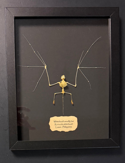 Skeleton: Whitehead's woolly bat - spread wings (no border)
