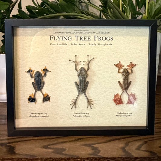 Flying tree frogs trio