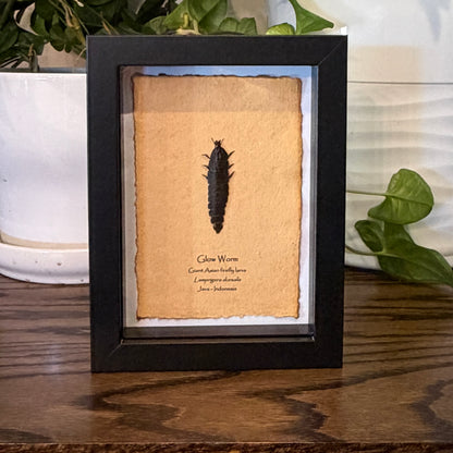 Glow Worm  - Giant Asian firefly larva
